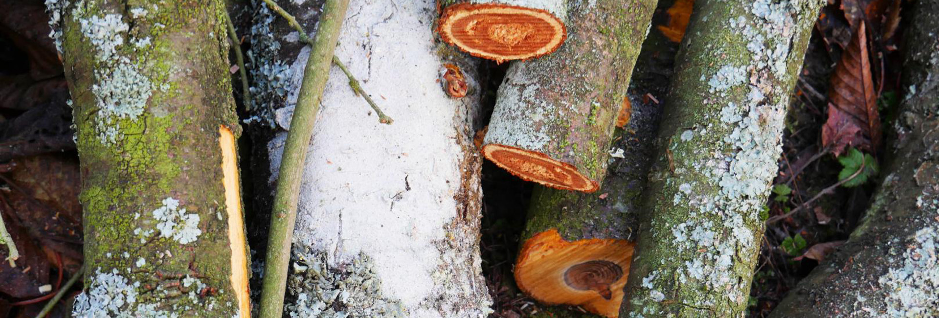 abattage arbres à Vire